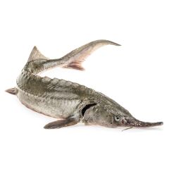 Whole Sterlet Sturgeon, Drawn Fish