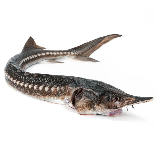 Whole Sevruga Sturgeon, Drawn Fish