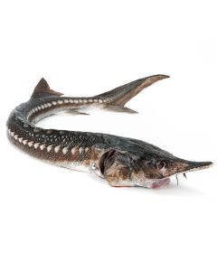 Whole Sevruga Sturgeon, Drawn Fish