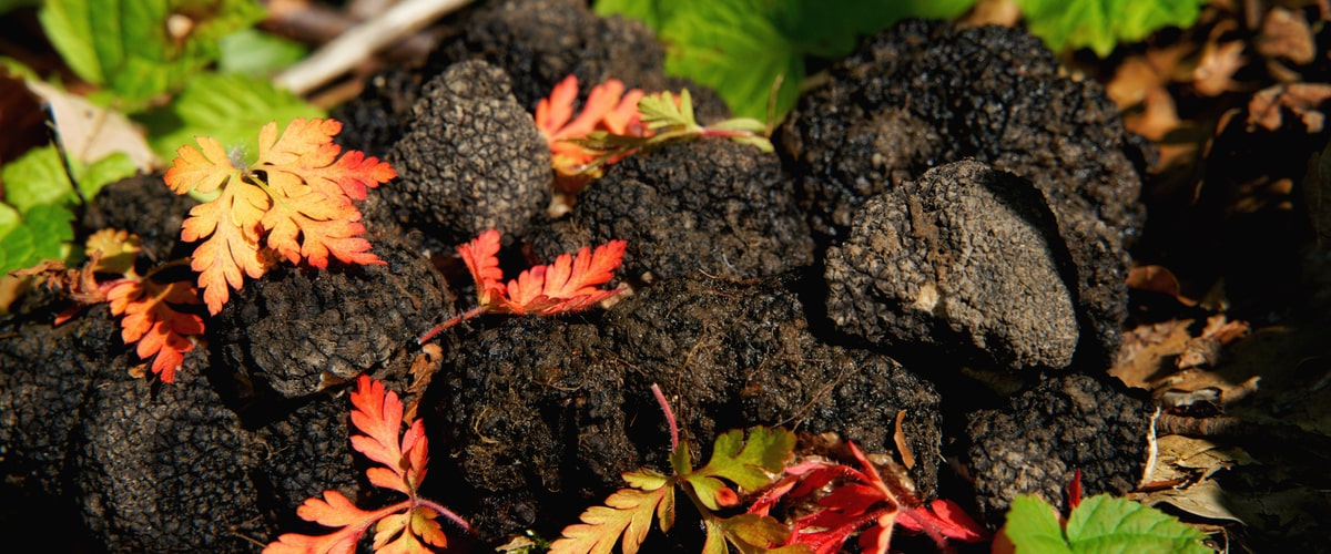 The relationship between truffles and various tree species