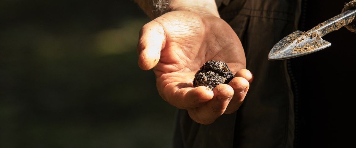 The History and Evolution of Truffle Cultivation