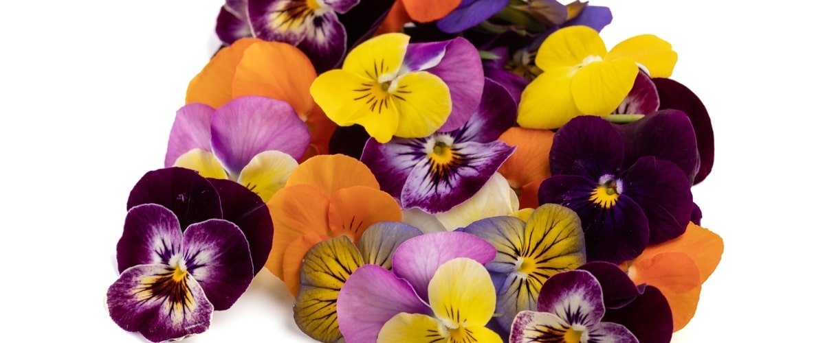 The Beauty of Edible Flowers: Adding Color and Flavor to Your Dishes