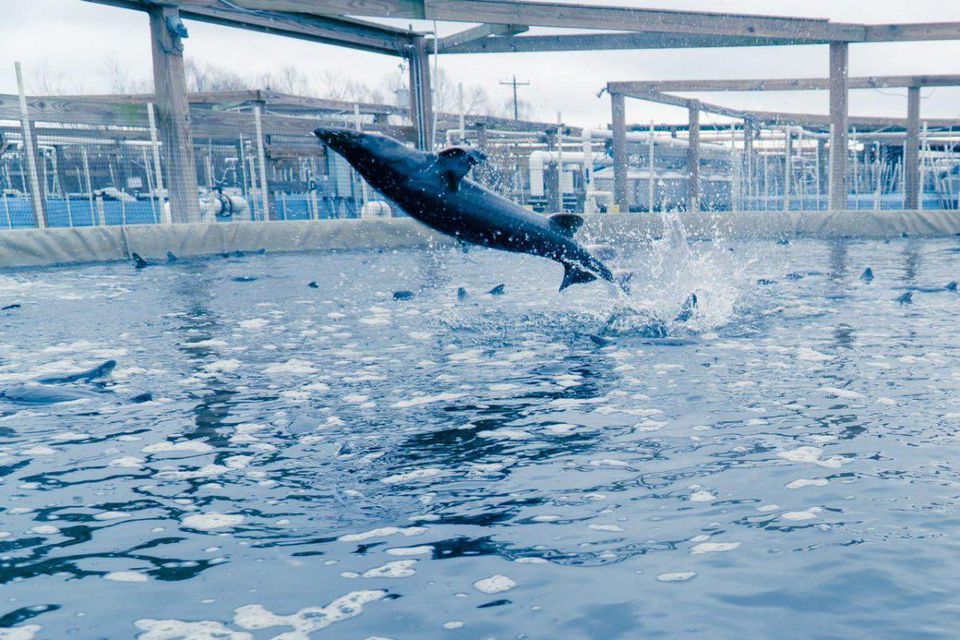 Beluga Caviar, Straight From The Farm In Florida