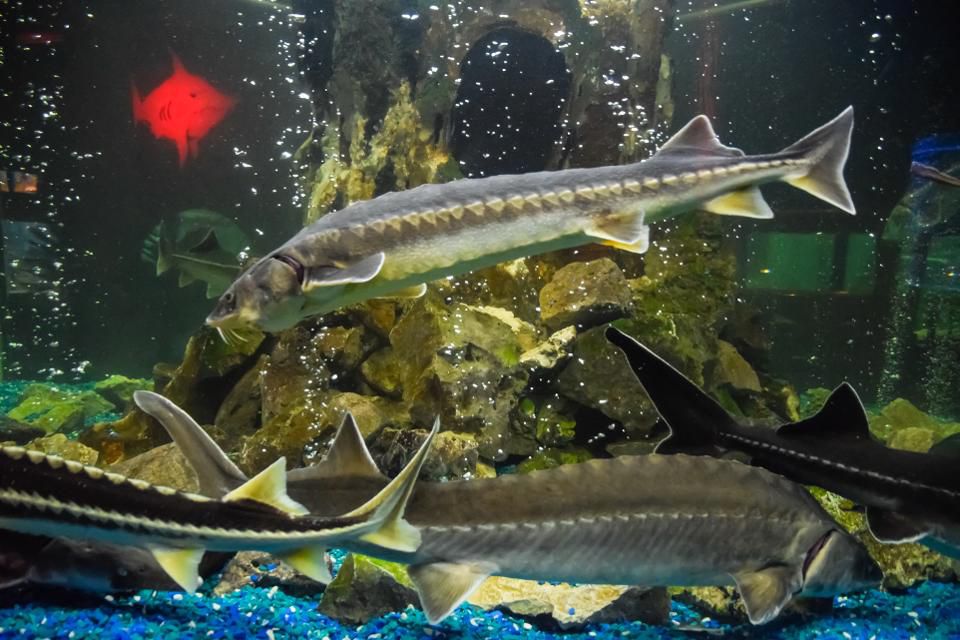 Sturgeon Aquafarms Aims To Sustainably Produce Caviar While Restoring Wild Sturgeon Populations