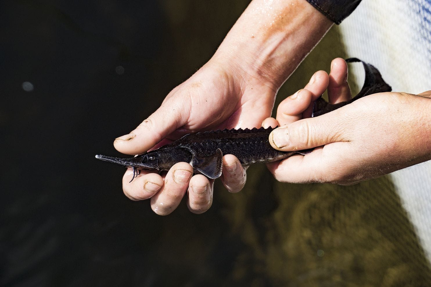 After China turned it into a cheap snack, caviar is at risk of losing its status as a luxury good