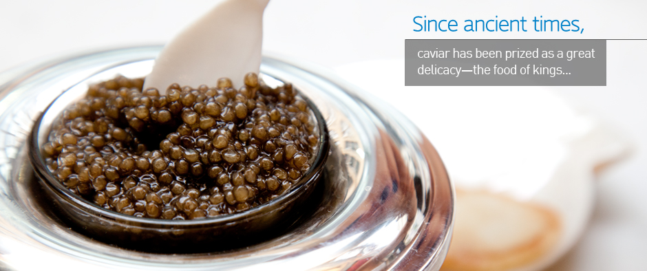 Marky's Caviar | Content Production - Feature Slideshow