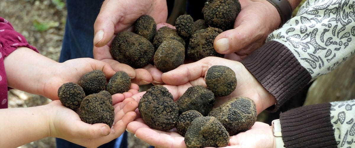 Truffle Tango Dancing with the Earthy Aroma of Black Truffles