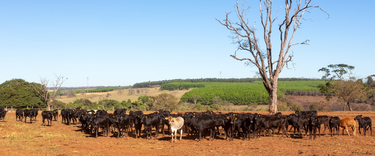 Wagyu farming practices: A behind-the-scenes look at how wagyu beef is raised and cared for