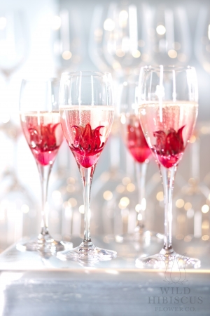 Wild Hibiscus Glasses Sparkling