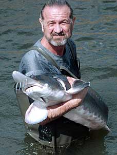 Mark Zaslavsky, president of Marky's Caviar, holds up a sturgeon in this undated handout photo. Zaslavsky, a fine foods importer believes he can be the first in the nation to farm-raise one of the world's rarest and most expensive delicacies, beluga caviar. AP Photo/Marky's Caviar