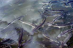 Beluga sturgeon swim in this undated handout photo. Mark Zaslavsky, a fine foods importer believes he can be the first in the nation to farm-raise one of the world's rarest and most expensive delicacies, beluga caviar. AP Photo/Marky's Caviar